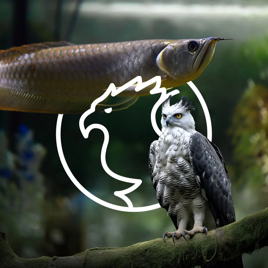 Arara
